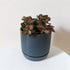 Fittonia planted in Oslo ceramic planter